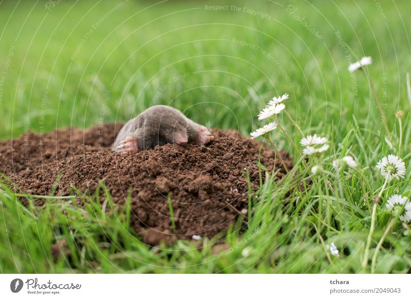 Mole in the garden Face House (Residential Structure) Garden Nature Animal Earth Grass Fur coat Small Natural Cute Brown Green Black mole Mammal dig Horizontal