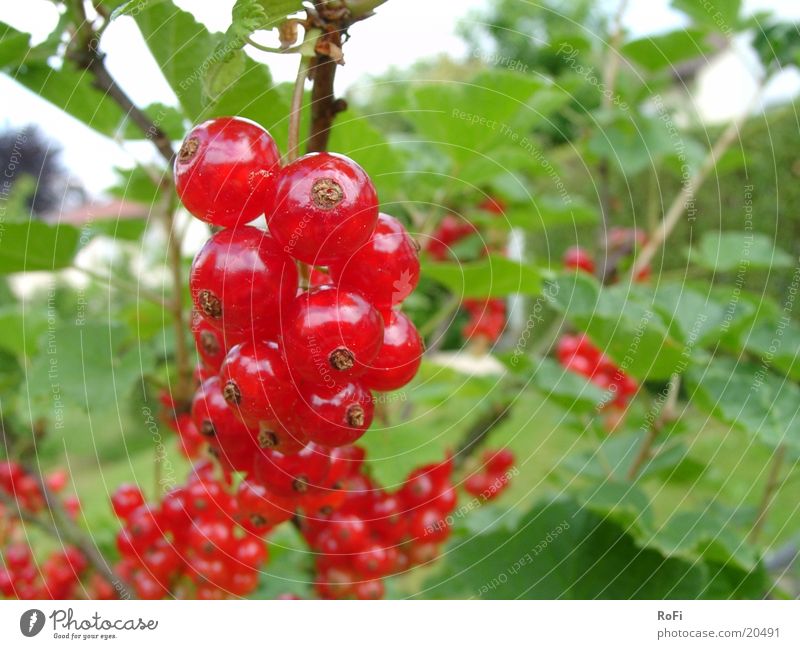 currants Plant Redcurrant Berries Fruit Anger Macro (Extreme close-up)