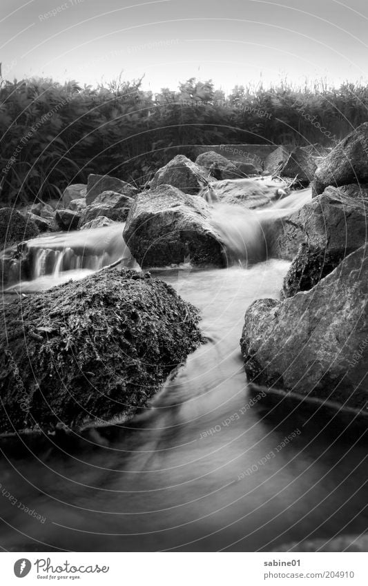 brook Freedom Environment Nature Landscape Plant Air Water Summer Climate Weather Bushes Moss Brook River Deserted Stone Esthetic Dark Gray Black White