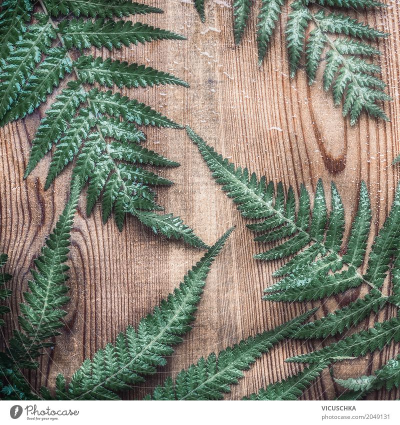 Fern leaves on rustic wood Style Design Far-off places Environment Nature Plant Leaf Garden Ornament Inspiration Arranged Background picture Vintage Fern leaf