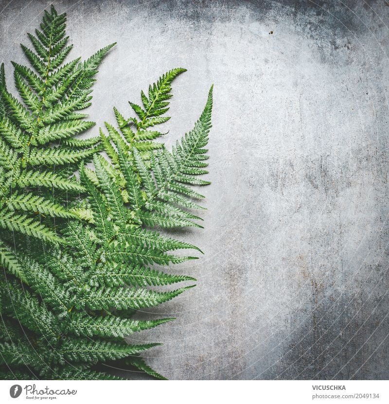 Green fern leaves on grey concrete background Style Design Nature Plant Bushes Fern Leaf Oasis Wall (barrier) Wall (building) Cool (slang) Inspiration Fern leaf