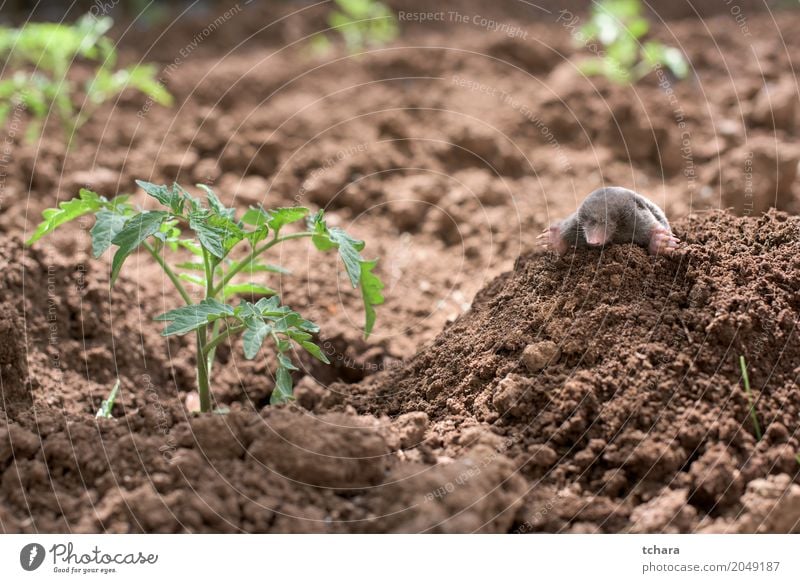 Mole in the garden Vegetable Face Garden Nature Animal Earth Small Natural Cute Brown Green Black mole Mammal dig europaea Horizontal molehill head wildlife