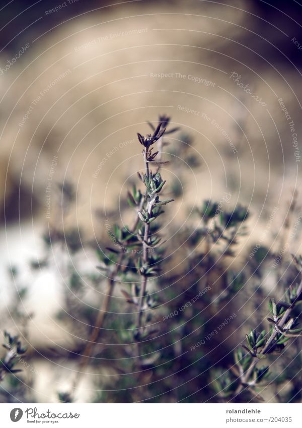 spring Nature Spring Plant Bushes Foliage plant Subdued colour Exterior shot Close-up Detail Macro (Extreme close-up) Deserted Copy Space top Day Sunlight