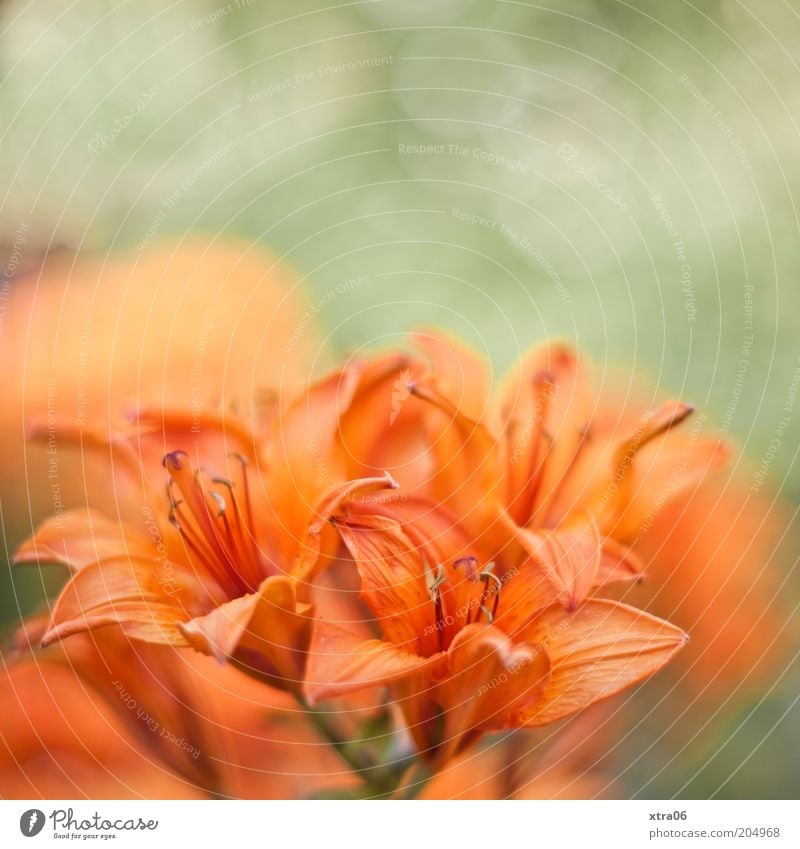 good morning Environment Nature Plant Flower Blossom Exotic Green Delicate Colour photo Exterior shot Close-up Orange Detail Deserted Pistil Blossom leave Calyx