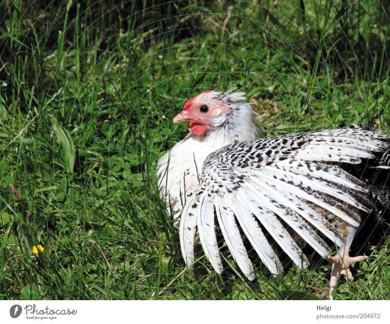 I wish I was a chicken.... Nature Summer Beautiful weather Grass Meadow Animal Pet Wing Claw Barn fowl Feather Beak 1 Lie Looking Esthetic Exceptional