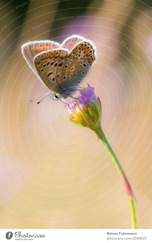 a small butterfly sitting on a flower Environment Nature Animal Summer Beautiful weather Park "Butterfly butterflies Noble butterfly butterfly" 1 "Nature