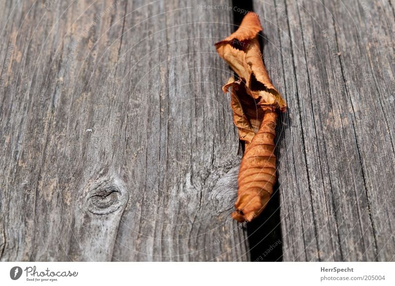 remnants Leaf Limp Wood Brown Gray Wooden board Dry Autumn leaves Furrow Remainder Colour photo Subdued colour Exterior shot Close-up Detail Copy Space left