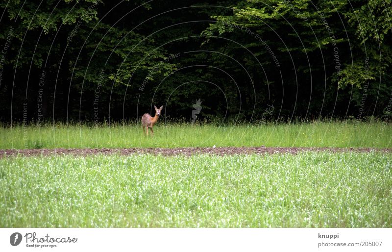 edge of the forest Calm Trip Freedom Safari Summer Environment Nature Plant Animal Tree Bushes Field Forest Edge of the forest Roe deer 1 Wait Dark Brown Green