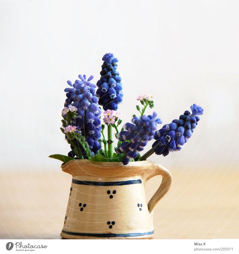 Small bouquet Decoration Flower Blossom Blossoming Fragrance Nostalgia Bouquet Hyacinthus Forget-me-not Vase Jug Water jug Colour photo Interior shot Close-up