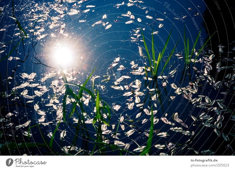 Frog king's nursery Calm Environment Nature Plant Elements Water Sun Sunlight Spring Summer Weather Beautiful weather Leaf Aquatic plant Lakeside River bank