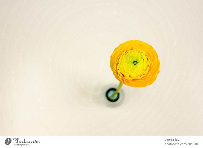 Text space ;-) Flower Fresh Vase Buttercup Orange Round Circle Decoration Colour photo Multicoloured Deserted Copy Space left Copy Space right Copy Space top