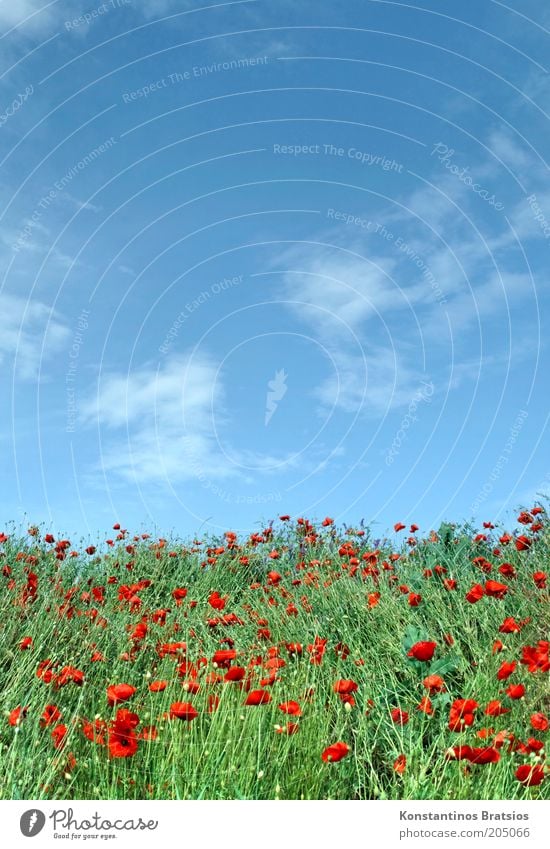 once again Mohntag Nature Plant Sky Clouds Summer Beautiful weather Poppy Blossom Blossoming Natural Warmth Blue Green Red White Colour Poppy field