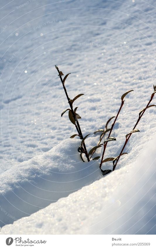 Snow bath pleasing - with this beautiful weather? Environment Nature Sun Winter Climate Climate change Beautiful weather Ice Frost Plant Bushes Free Fresh Cold