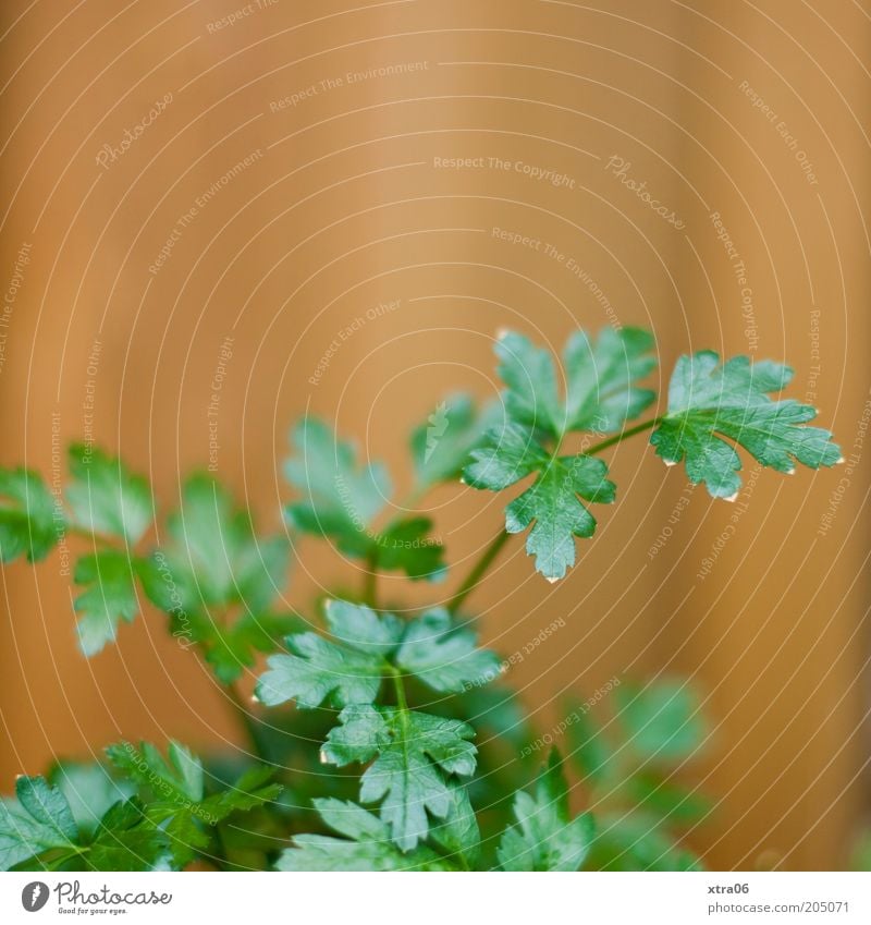 Peter Nature Plant Leaf Agricultural crop Delicious Parsley smooth parsley Herbs and spices Colour photo Exterior shot Close-up Copy Space top Day