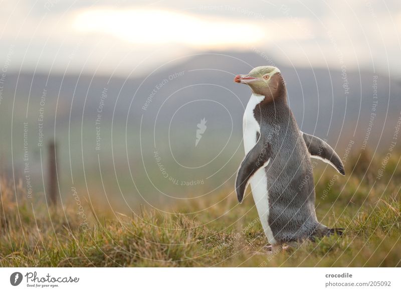 New Zealand 98 Environment Nature Elements Meadow Alps Mountain Coast Wild animal Penguin yellow eyed penguin 1 Animal Esthetic Fantastic Effort Contentment