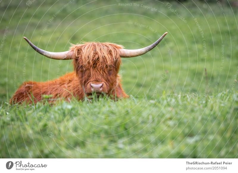 longhorn Animal Farm animal Cow 1 Brown Green Antlers Nose Mop of curls Tousled Grass Pasture To feed Esthetic Cute Peaceful Living thing Lie Highland cattle