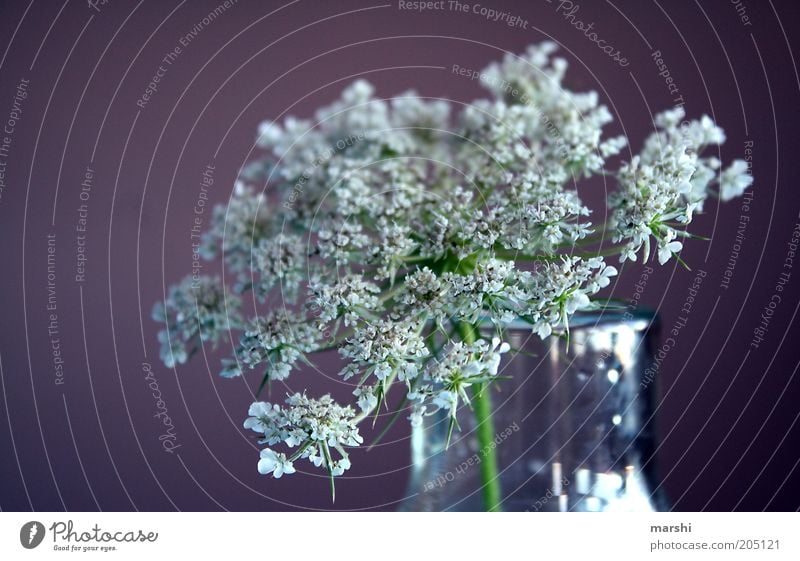 **** Nature Plant Spring Summer Violet White Vase Decoration Blur Blossom Colour photo Elderflower Flower vase Close-up Neutral Background