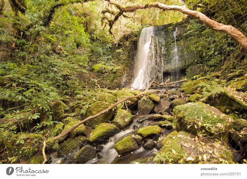 New Zealand 112 Environment Nature Water Plant Tree Moss Fern Pteridopsida Wild plant Virgin forest Brook River Waterfall Esthetic Exceptional Romance