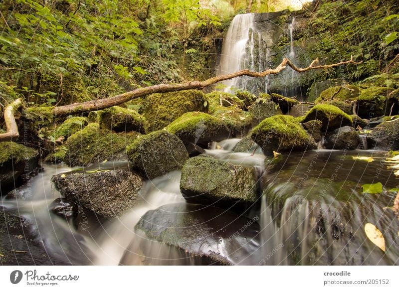 New Zealand 111 Environment Nature Water Plant Moss Wild plant Virgin forest Brook River Waterfall Esthetic Exceptional Romance Colour photo Subdued colour