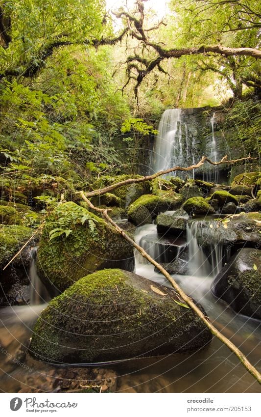 New Zealand 110 Environment Nature Water Plant Tree Moss Fern Pteridopsida Wild plant Virgin forest Brook River Waterfall Esthetic Exceptional Romance