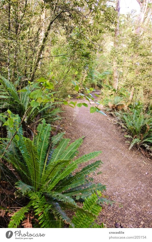 New Zealand 109 Environment Nature Plant Tree Fern Pteridopsida Wild plant Virgin forest Esthetic Exceptional Colour photo Subdued colour Exterior shot Deserted