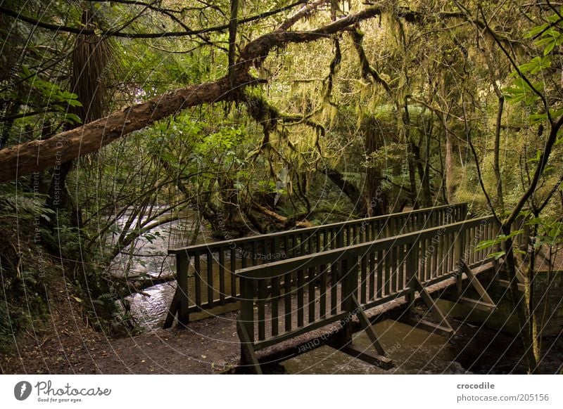 New Zealand 107 Environment Nature Water Plant Tree Moss Fern Pteridopsida Wild plant Virgin forest Esthetic Exceptional Spring fever Romance Colour photo