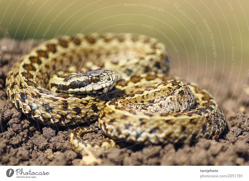 beautiful meadow viper ready to attack Beautiful Nature Animal Meadow Snake Uniqueness Wild Brown Fear Dangerous Colour aggresive Viper European venomous