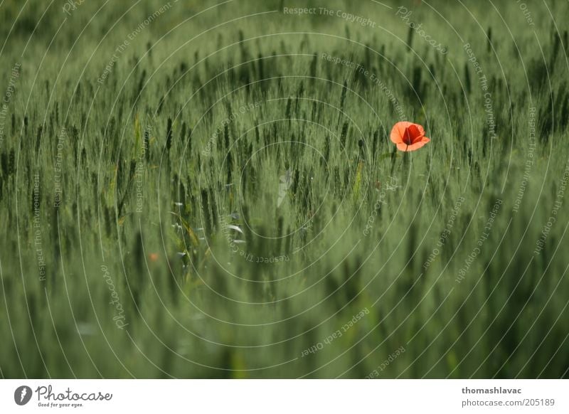 Grain field Environment Nature Plant Spring Beautiful weather Flower Agricultural crop Wild plant Poppy blossom Field Green Colour photo Exterior shot Detail