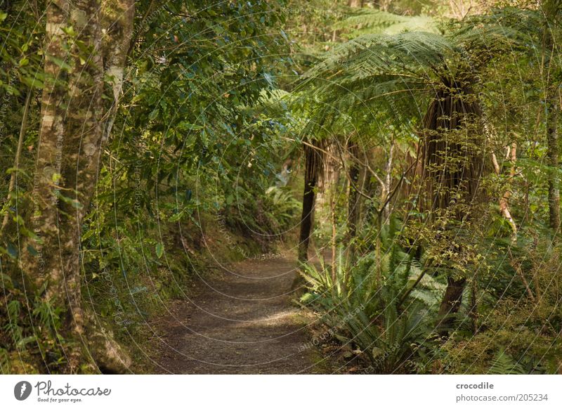 New Zealand 151 Environment Nature Water Plant Tree Fern Pteridopsida Wild plant Virgin forest Esthetic Exceptional Colour photo Subdued colour Exterior shot