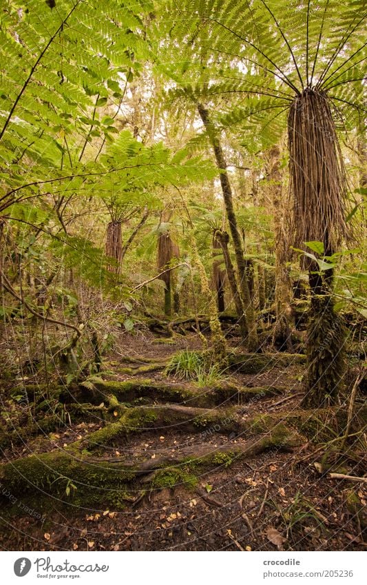 New Zealand 153 Environment Nature Water Plant Tree Moss Fern Pteridopsida Wild plant Virgin forest Esthetic Exceptional Romance Colour photo Subdued colour