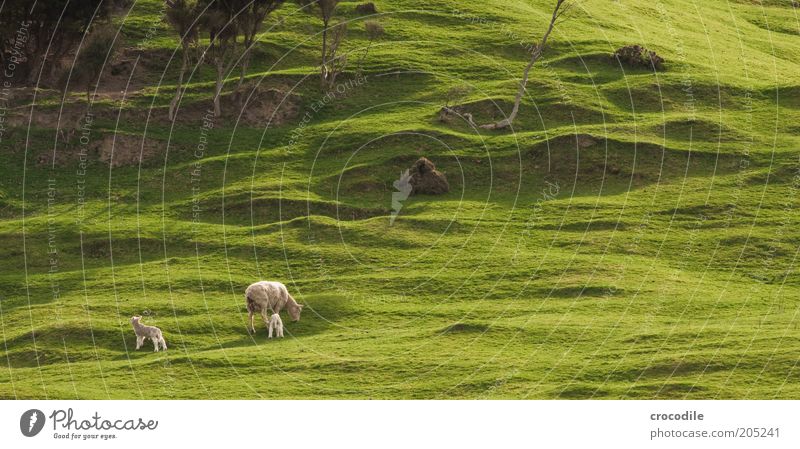 New Zealand 156 Environment Nature Spring Plant Tree Grass Bushes Meadow Hill Island Farm animal Sheep Herd Baby animal Animal family Contentment Voracious