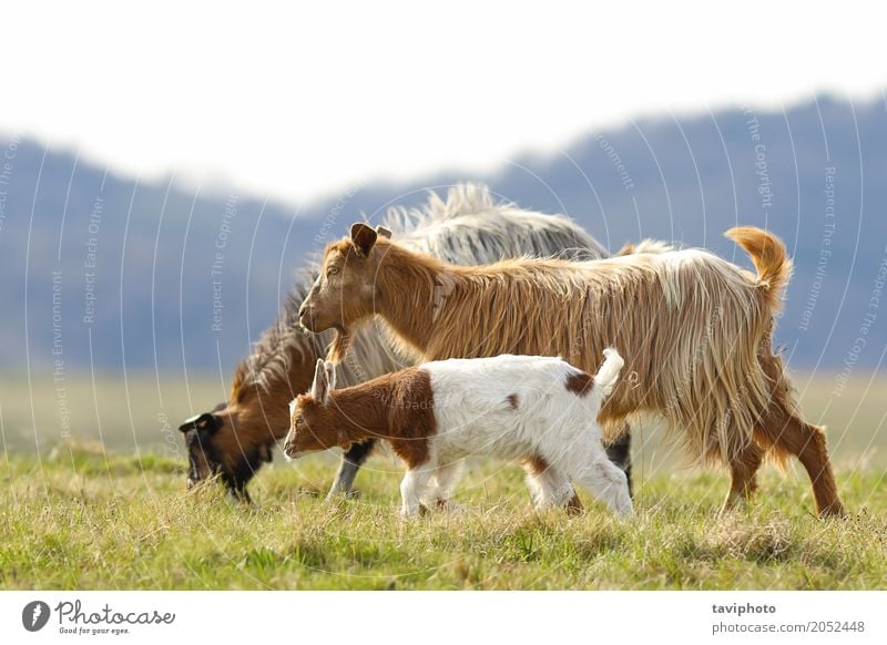 goat family walking on meadow Happy Child Baby Mother Adults Family & Relations Group Environment Nature Landscape Animal Meadow Pet To feed Love Small Funny