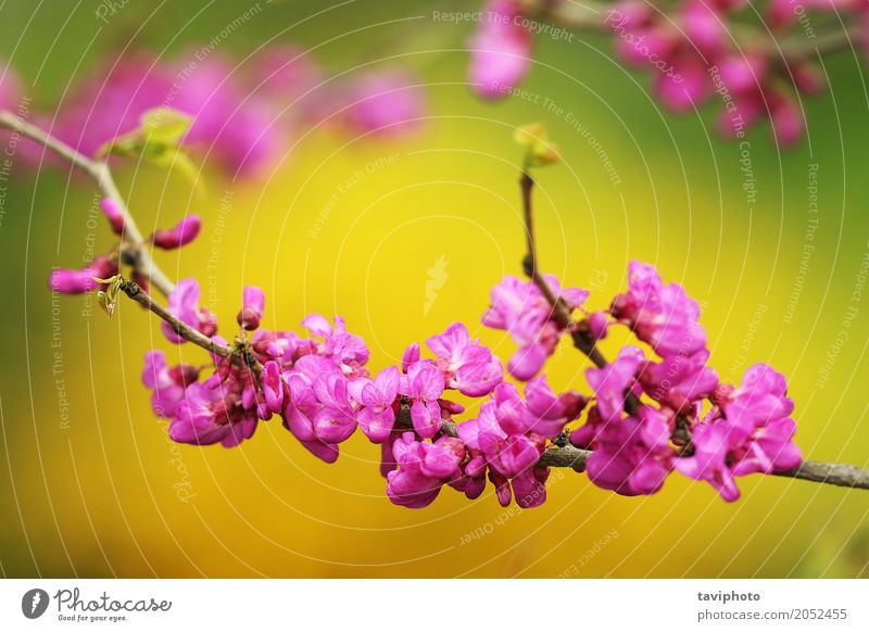 japanese cherry tree twig in bloom Beautiful Calm Garden Decoration Nature Plant Spring Tree Flower Blossom Blossoming Fresh Bright Natural Pink Colour Cherry