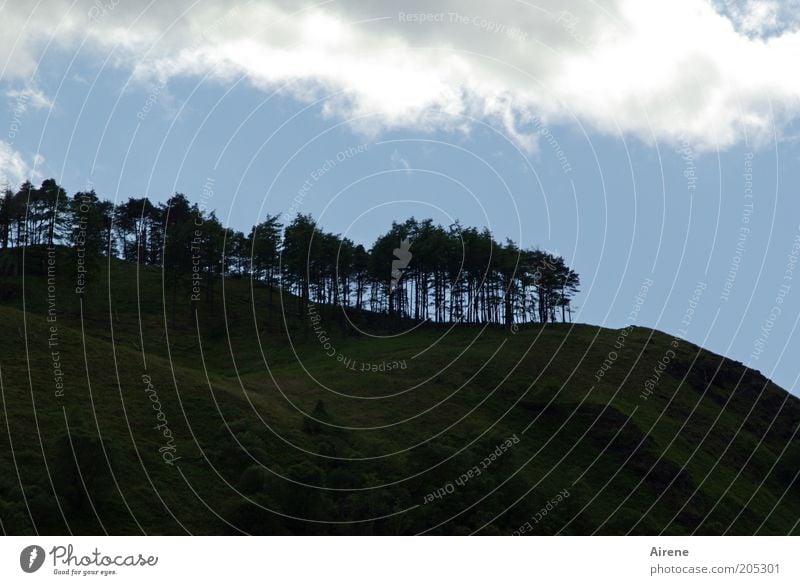 Brush cut on the mountain Mountain Landscape Sky Clouds Tree Forest Hill Dark Blue Black White Unwavering Row of trees Mountain forest Edge of the forest