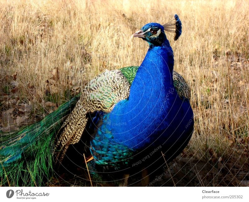 Pretty guy. Nature Wild animal Bird Animal face 1 Beautiful Blue Green Arrogant Pride Conceited Colour photo Exterior shot Copy Space left Light Shadow