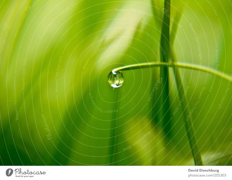 In the morning in the meadow Life Harmonious Nature Plant Drops of water Spring Summer Grass Foliage plant Green Sphere Dew Damp Wet Glittering Reflection