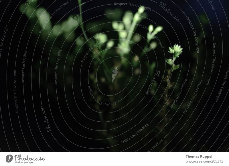 Plants in the darkness of night I Environment Nature Bushes Leaf Foliage plant Dark Green Black Colour photo Exterior shot Close-up Detail Deserted