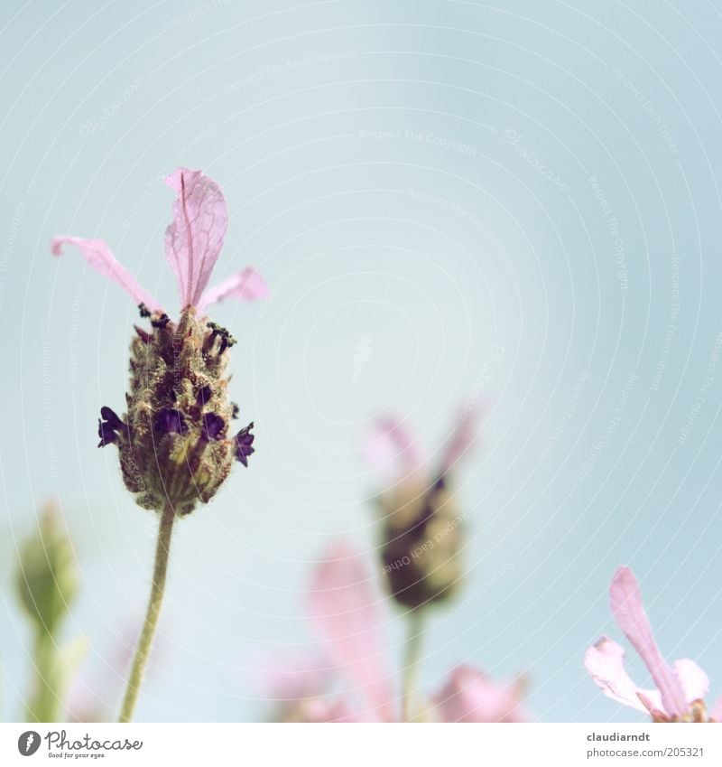 girl's colours Environment Nature Plant Sky Summer Flower Blossom Agricultural crop Lavender Medicinal plant Blossoming Growth Beautiful Violet Pink Fragrance