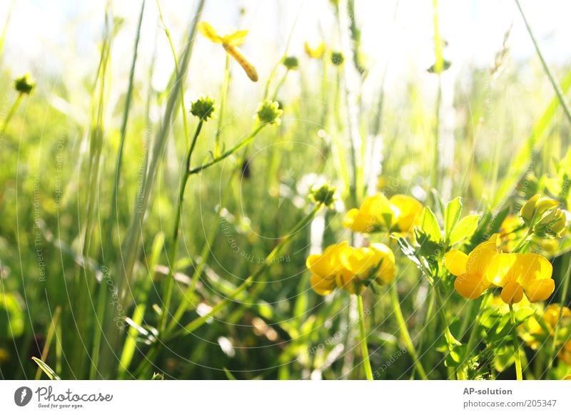 flower meadow Fragrance Nature Plant Sunlight Spring Summer Beautiful weather Flower Grass Blossom Flower meadow Blossoming Illuminate Natural Yellow Green