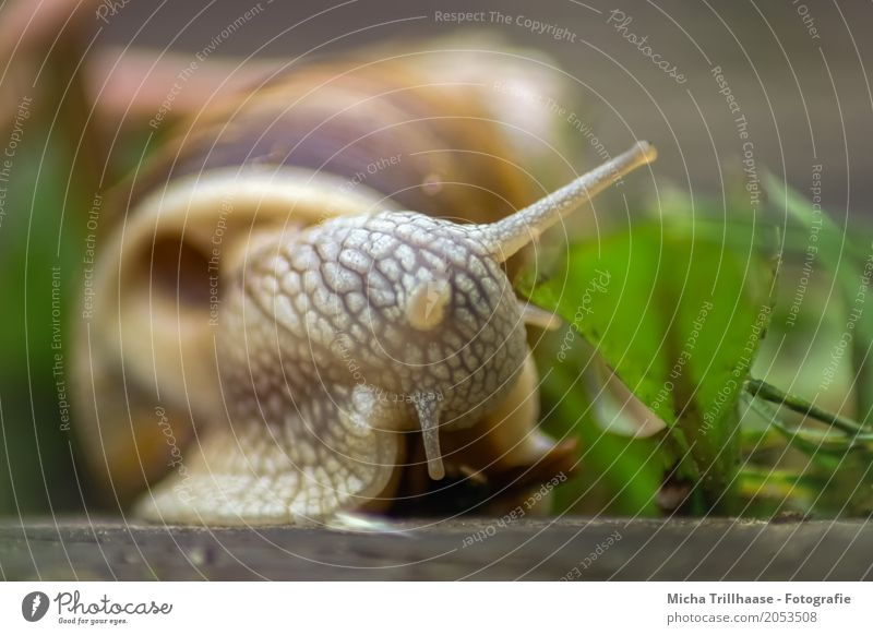 escargot Environment Nature Animal Sun Sunlight Beautiful weather Plant Leaf Wild plant Wild animal Snail Animal face Feeler Snail shell Vineyard snail 1