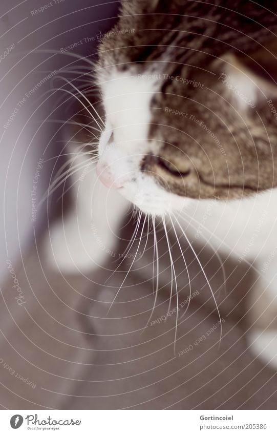 looking back... Animal Pet Cat Animal face Pelt Paw 1 Calm Domestic cat Whisker Cat's head Looking Observe Watchfulness Purr Noble Graceful Trust Colour photo