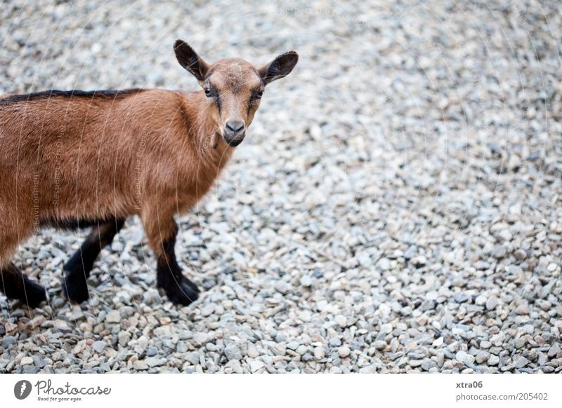 want what? Animal Farm animal Animal face Pelt Zoo Petting zoo Goats 1 Baby animal Looking Natural Curiosity Cute Brown Colour photo Exterior shot