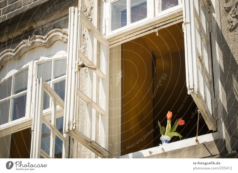 Curious Tulips Flower House (Residential Structure) Building Architecture Old building Window Window seat Window decoration Window frame Windowsill Ventilate