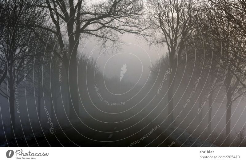 Journey to nowhere Landscape Fog Tree Street Black Dangerous Bleak Shroud of fog Fog bank Wall of fog Lanes & trails Misty atmosphere Dark Leafless Insecure