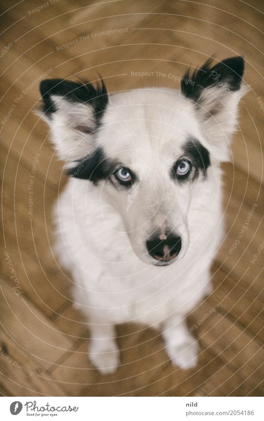 This look... Dog portrait Animal portrait Pet Animal face Looking Puppydog eyes Cute Dangerous Observe Curiosity Love of animals Purebred dog Colour photo