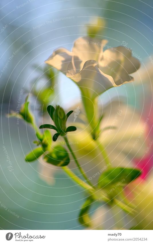 Petunia flowers and sunset in summer time Beautiful Summer Garden Gardening Nature Plant Flower Leaf Blossom Growth Bright Natural Green White Colour Petunias