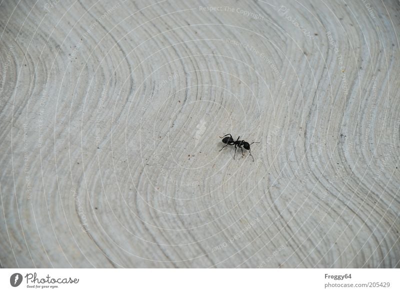 Busy Environment Animal Wild animal 1 Crawl Gray Black Diligent Endurance Subdued colour Exterior shot Close-up Copy Space left Copy Space top Copy Space bottom