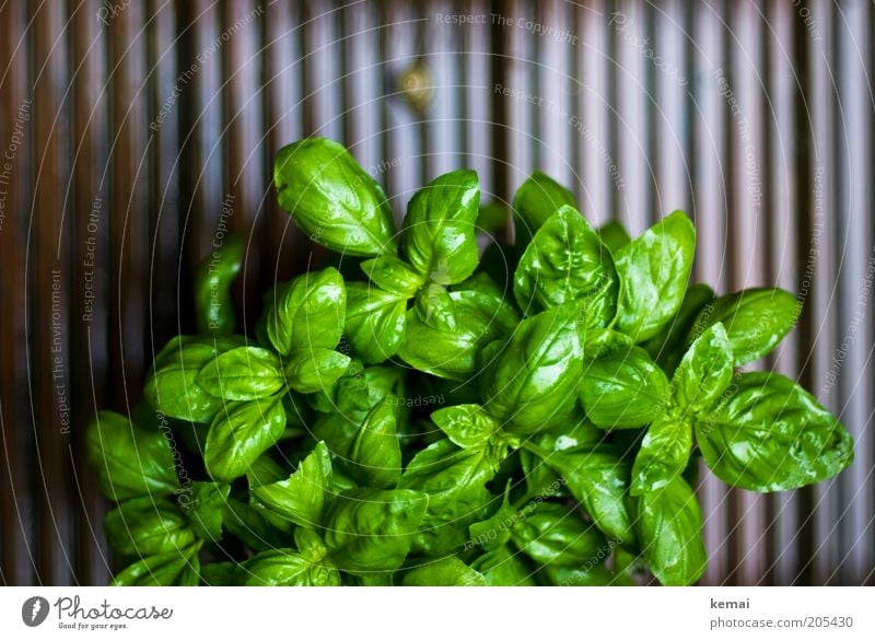 On the way to Green II Environment Nature Plant Animal Spring Climate Bad weather Rain Leaf Foliage plant Agricultural crop Pot plant Basil Basil leaf 1