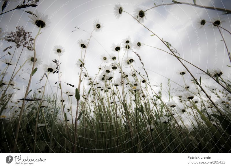 summer breeze Environment Nature Landscape Plant Elements Sky Climate Weather Beautiful weather Flower Foliage plant Wild plant Meadow Field Marguerite