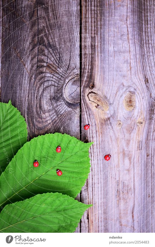 Green leaves of chestnut Plant Leaf Wood Fresh Natural Gray Colour Creativity Ladybird spring Organic Conceptual design decor Consistency empty vintage